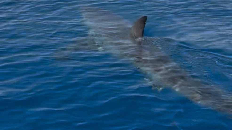 STUART SHARK: 'Monster' Great White cruises Treasure Coast waters in viral video