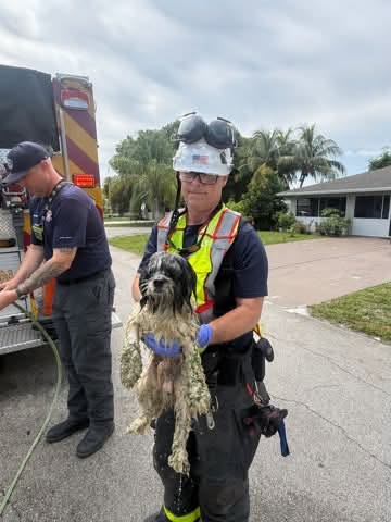 Boynton Beach Fire Rescue Department firefighters rescue dog that fell into raw sewage lift station