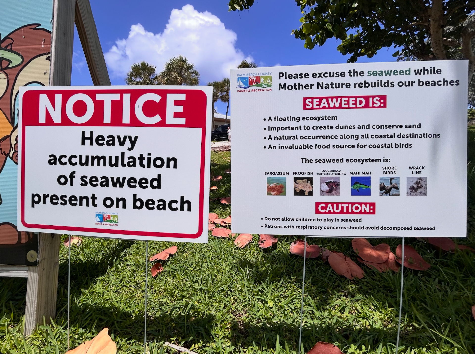 Sargassum seaweed washes ashore at Palm Beach County beaches on Memorial Day 2026